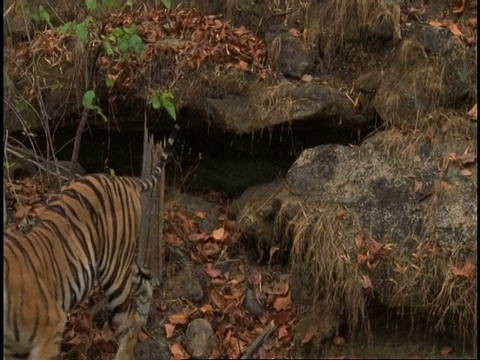 皇家孟加拉虎(Panthera tigris tigris)走下山坡，班德哈瓦加国家公园，中央邦，印度视频素材