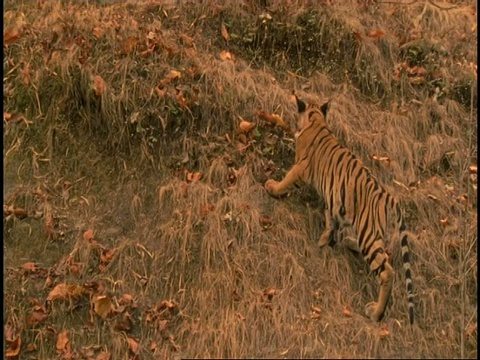 皇家孟加拉虎(Panthera tigris tigris)青少年在山坡上玩耍，班德哈瓦加国家公园，中央邦，印度视频素材