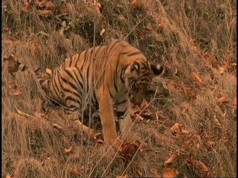 皇家孟加拉虎(Panthera tigris tigris)在山坡上用爪子抓树叶，班德哈瓦加国家公园，中央邦，印度视频素材