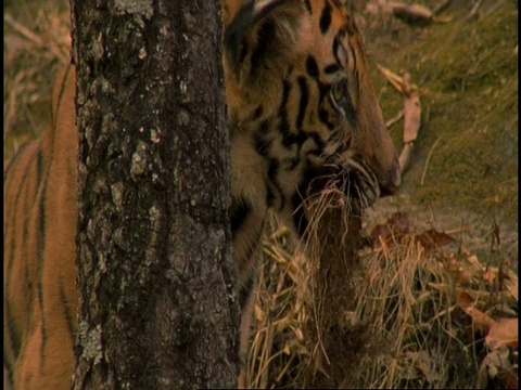 皇家孟加拉虎(Panthera tigris tigris)嘴里叼着一块土块，班德哈瓦加国家公园，中央邦，印度视频素材