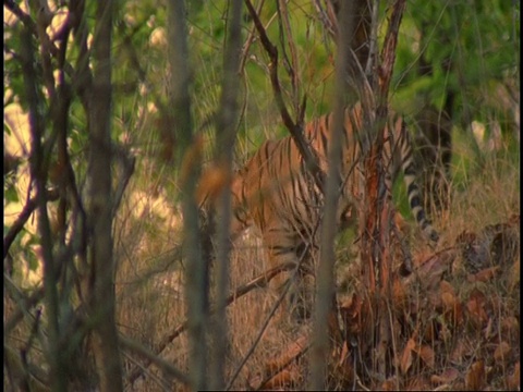 皇家孟加拉虎(Panthera tigris tigris)的青少年走过森林，班德哈瓦格国家公园，中央邦，印度视频素材