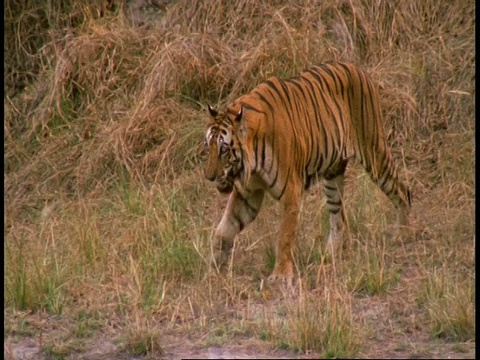 皇家孟加拉虎，Panthera tigris tigris，穿过草地进入丛林，班德哈瓦格国家公园，印度视频素材