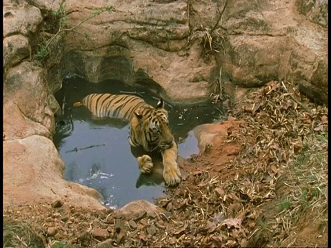 皇家孟加拉虎，Panthera tigris tigris，躺在班德哈瓦国家公园，印度视频素材