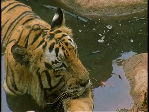 皇家孟加拉虎，Panthera tigris tigris，躺在班德哈瓦国家公园，印度视频素材