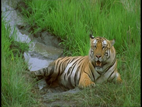 皇家孟加拉虎，Panthera tigris tigris，躺在草地和池塘，班德哈瓦格国家公园，印度视频素材