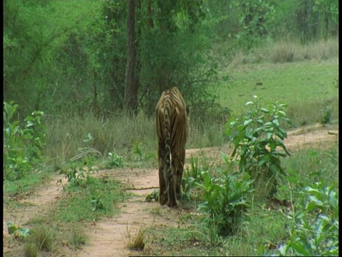 印度班德哈瓦格国家公园，孟加拉虎，Panthera tigris底格里斯虎离开镜头，沿着丛林小径行走视频素材