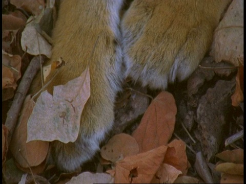 印度班德哈加国家公园，皇家孟加拉虎(Panthera tigris tigris)脚对脸，CU倾斜视频素材