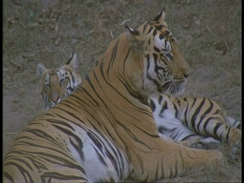 印度班德哈瓦格国家公园，皇家孟加拉虎，Panthera tigris tigris和幼崽躺在地上视频素材