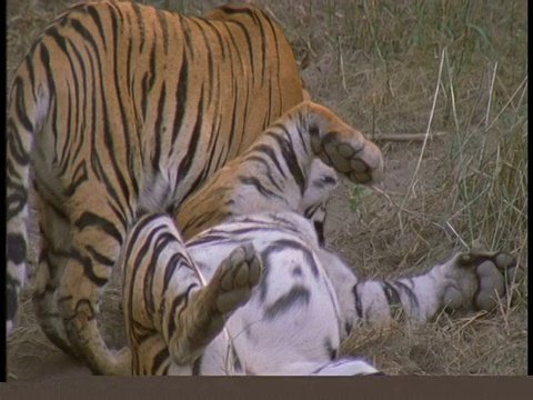 印度班德哈瓦格国家公园，皇家孟加拉虎，Panthera tigris tigris和幼崽躺在地上视频素材