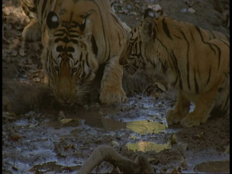 皇家孟加拉虎，Panthera tigris tigris，和幼崽在班德哈瓦格国家公园的游泳池里饮水，印度视频素材