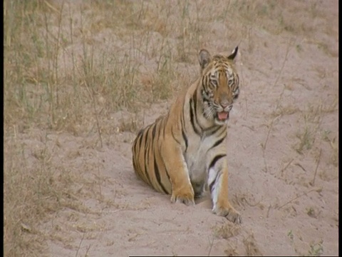 印度班德哈瓦格国家公园，皇家孟加拉虎(Panthera tigris tigris)沿着小路走向相机视频素材