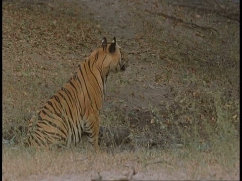 印度班德哈瓦格国家公园，孟加拉皇家虎，Panthera tigris tigris，背对镜头坐在丛林中，然后走到镜头前视频素材