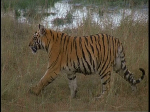 皇家孟加拉虎，Panthera tigris底格里斯虎，走过草地，班德哈瓦格国家公园，印度视频素材