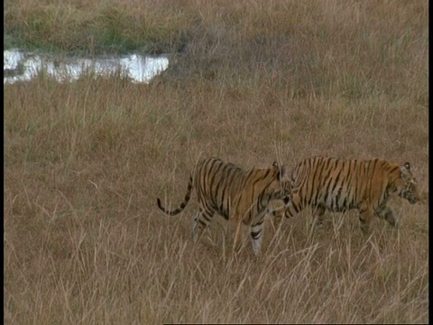 印度班德哈瓦国家公园，一对皇家孟加拉虎，Panthera tigris，在草丛中玩耍视频素材