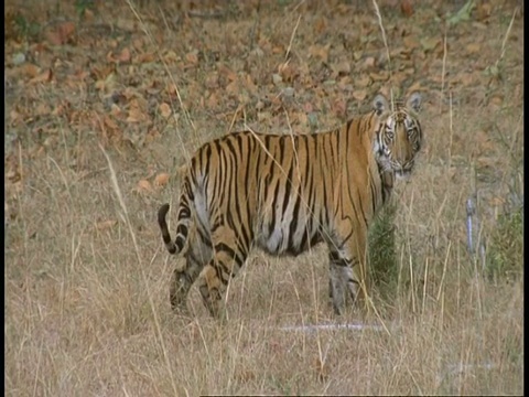 皇家孟加拉虎，Panthera tigris底格里斯虎，走过草地，班德哈瓦格国家公园，印度视频素材