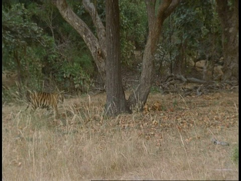 印度班德哈瓦国家公园，西孟加拉邦皇家孟加拉虎(Panthera tigris tigris)走过草地视频素材