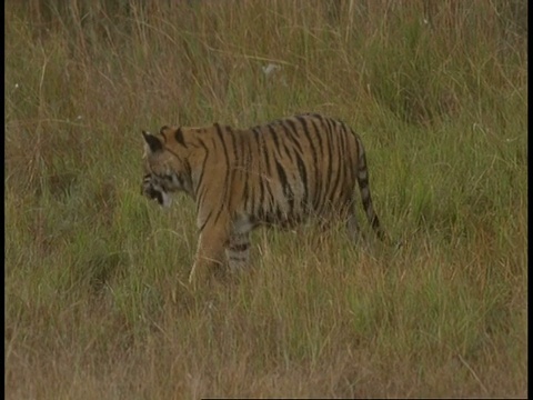 皇家孟加拉虎，Panthera tigris底格里斯虎，走过草地，班德哈瓦格国家公园，印度视频素材