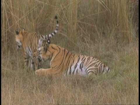 印度班德哈瓦格国家公园，皇家孟加拉虎，Panthera tigris tigris和幼崽躺在草地上，妈妈打哈欠，幼崽走进草地视频素材