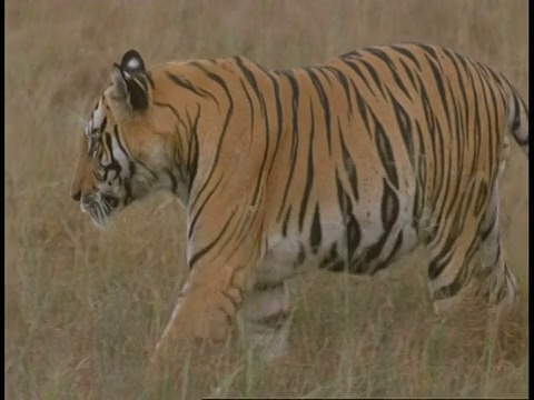 印度班德哈瓦格国家公园，皇家孟加拉虎，Panthera tigris tigris，穿过草地去池塘喝水视频素材