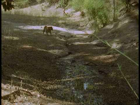 印度班德哈瓦国家公园，印度皇家孟加拉虎Panthera tigris在丛林小径上行走视频素材