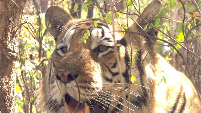 Tiger目不转睛地盯着，Pench, India。高清。视频素材