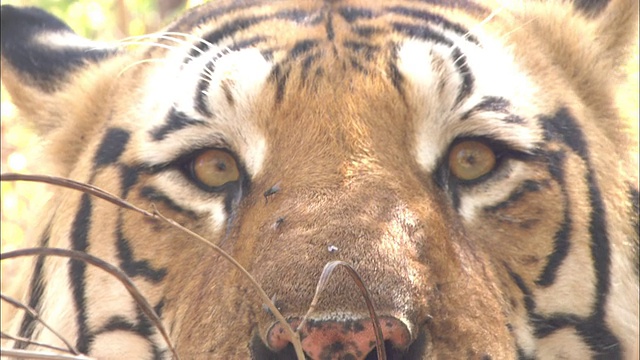 Tiger目不转睛地盯着，Pench, India。高清。视频素材