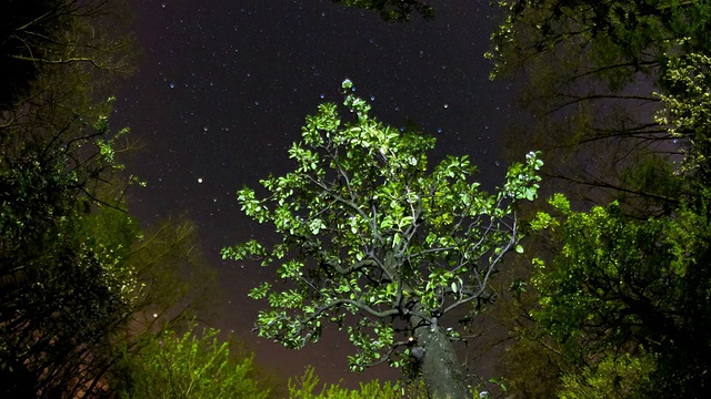 高清运动延时:树梢对抗夜空视频素材