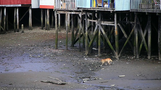 MS TS狗在退潮时由柱子支撑的房子附近散步/卡斯特罗，Isla Grande de ChiloÌ©，智利视频素材