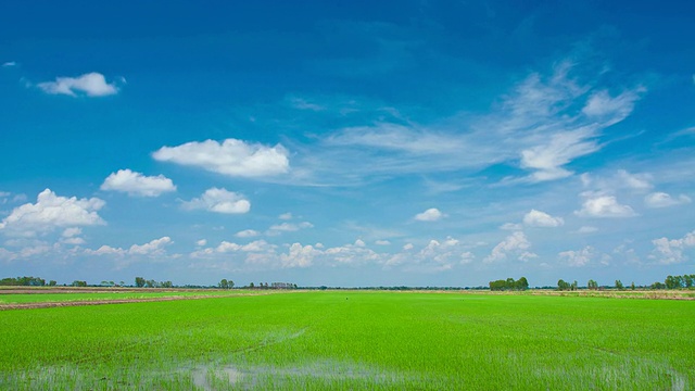 绿地视频素材画面2