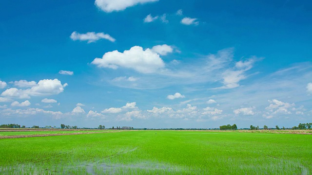 绿地视频素材画面3