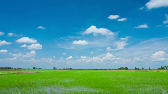 绿地视频素材画面4
