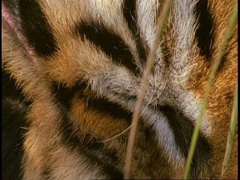 BCU皇家孟加拉虎，Panthera tigris tigris，眼，班德哈瓦格国家公园，印度视频素材