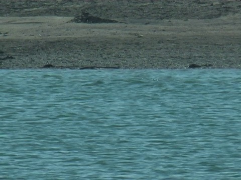 印度的昌巴尔河(Chambal River)视频素材