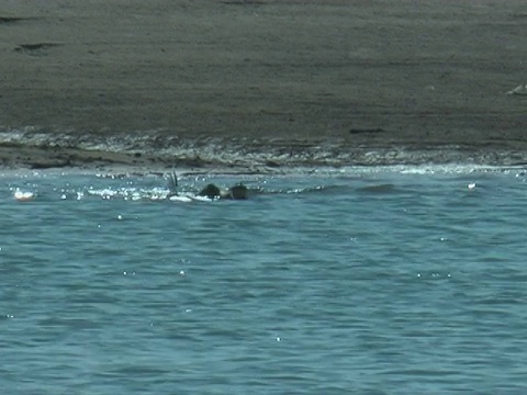 印度的昌巴尔河(Chambal River)视频素材