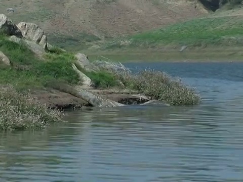 印度的昌巴尔河(Chambal River)视频素材