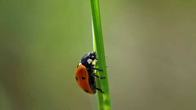 慢镜头:Ladybeetle视频素材