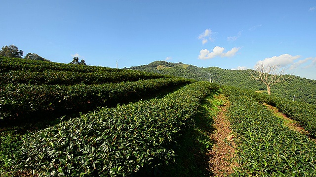 “美沙隆”茶园视频素材