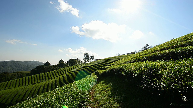 “美沙隆”茶园视频素材