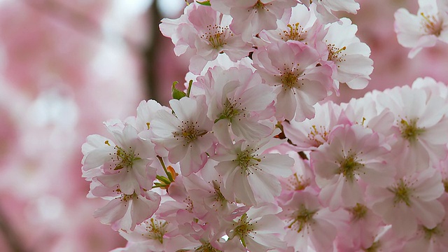 高清:特写开花视频素材