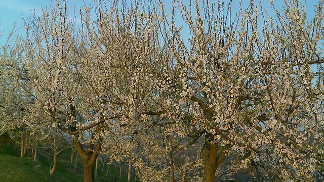 高清多莉:果园里开花的树视频素材