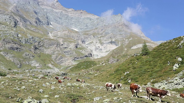 奶牛穿过高高的、没有围栏的山地牧场视频素材