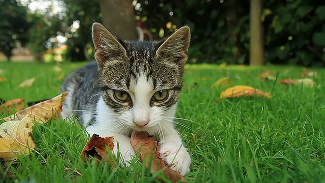 高清慢动作:可爱好玩的小猫视频素材