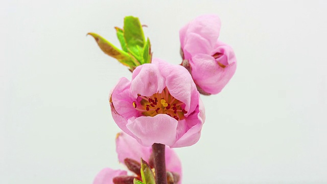 桃花视频素材画面1