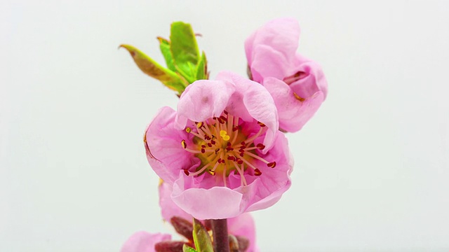 桃花视频素材画面2