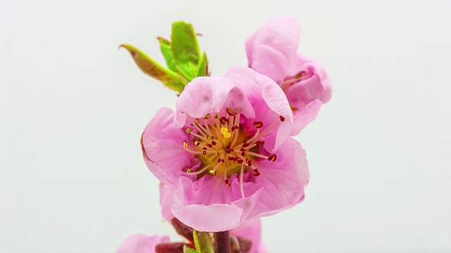 桃花视频素材画面3