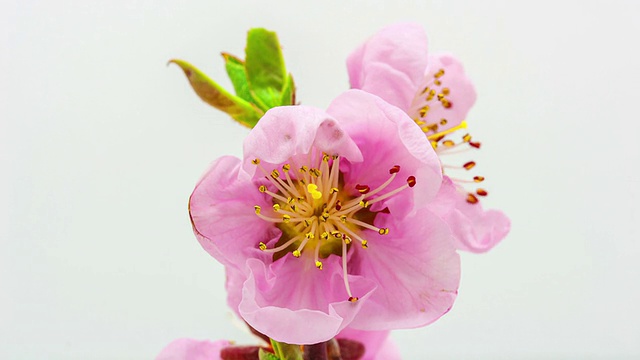桃花视频素材画面4