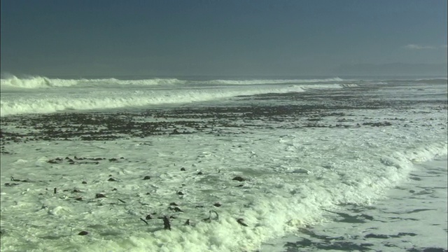 海浪海岸线与海带干斯拜，南非视频素材