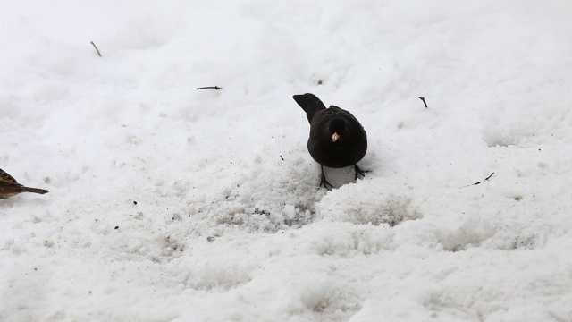 黑鸟在雪视频素材