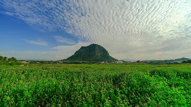 济州岛西浦三班山前花坛的WS T/L视图视频素材