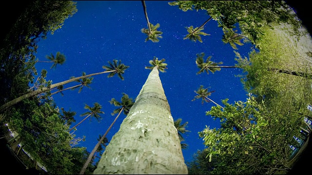 从棕榈树上看天空，马尼拉，菲律宾视频素材